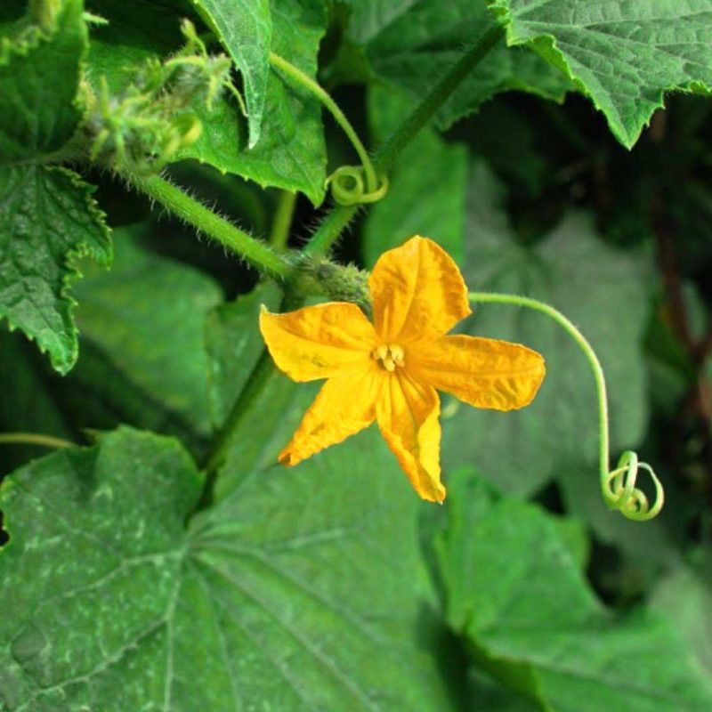 Pumpkin flower