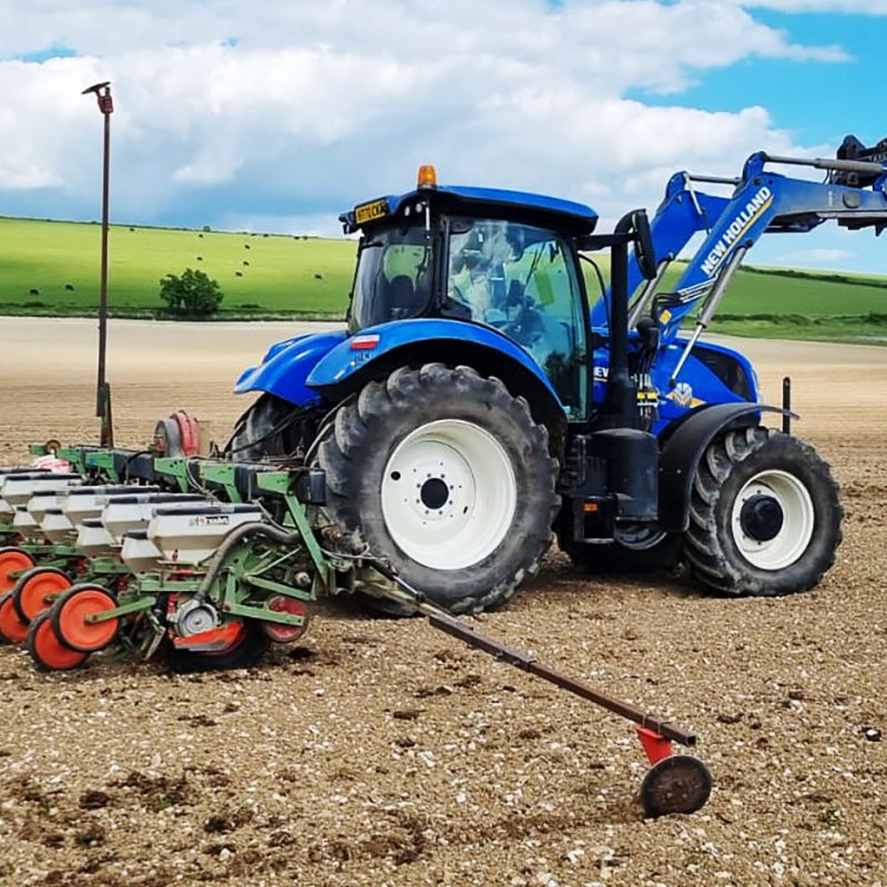 Pumpkin Farming with Tractor in field near Sompting, West Sussex.