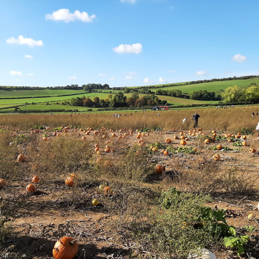 Open view of Sompting pumpkin picking patch in West Sussex with people scattered searching for their favourite pumpkins