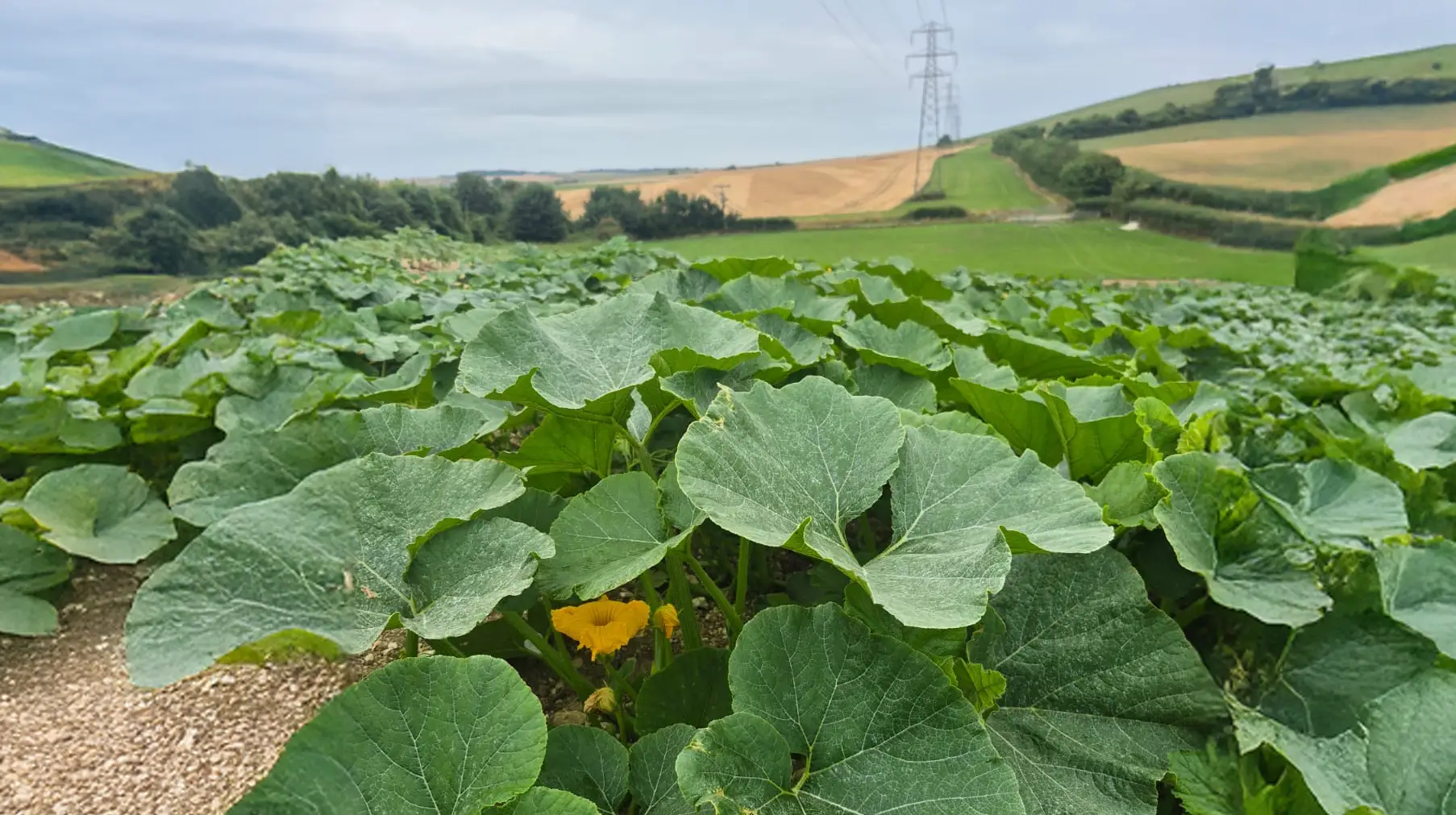 Pumpkin Progress Update!