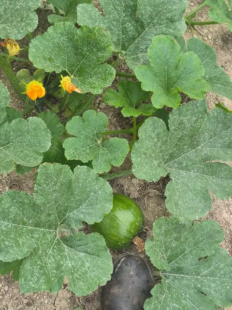 Image of the 2025 Pumpkin field in Sompting, West Sussex.